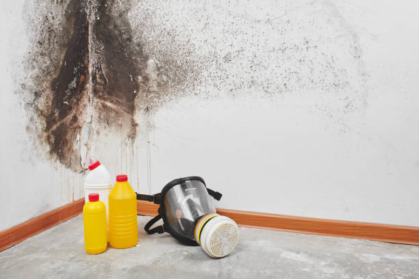 Best Fast Mold Removal  in Bridgeport, TX