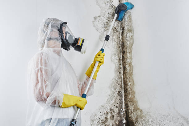 Best Commercial Mold Removal  in Bridgeport, TX