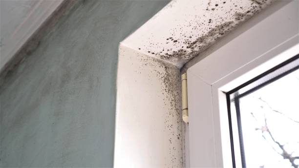 Best Mold Remediation  in Bridgeport, TX