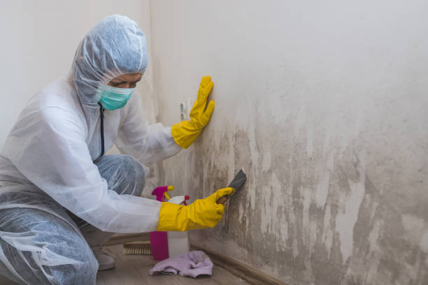 Best Fast Mold Removal  in Bridgeport, TX