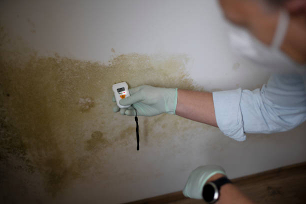 Best Mold Damage Repair  in Bridgeport, TX