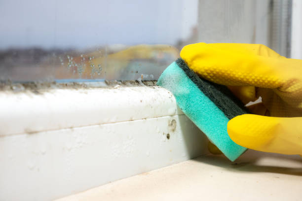 Best Emergency Mold Removal  in Bridgeport, TX