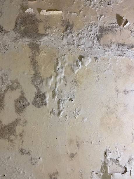  Bridgeport, TX Mold Removal Pros