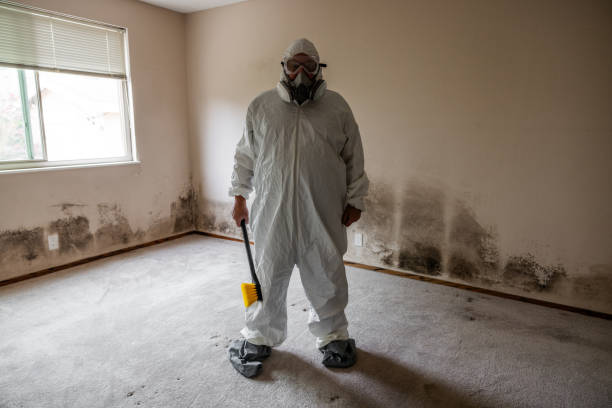 Bridgeport, TX Mold Removal Company