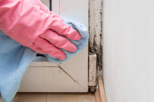 Best Toxic Mold Removal  in Bridgeport, TX