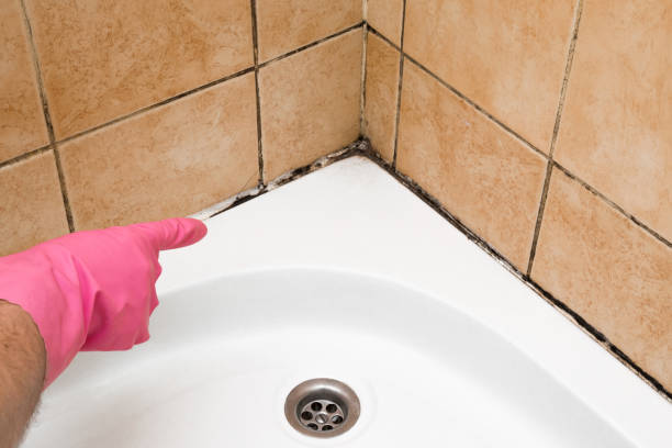 Best Best Mold Removal Companies  in Bridgeport, TX