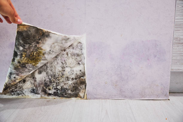 Best Mold Removal Near Me  in Bridgeport, TX